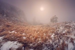 Сухая трава в снегу