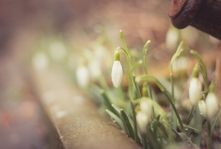 Кофе и подснежники