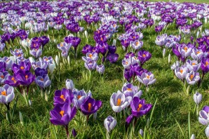 Шафран весенний