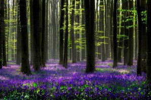 Фиолетовые Лесные цветы