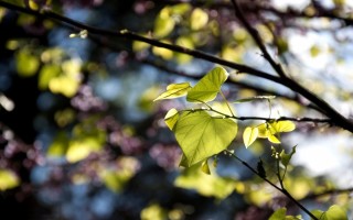 Первые листочки на деревьях весной