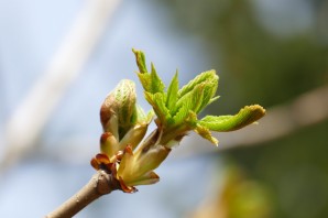 Весна первые листочки на деревьях