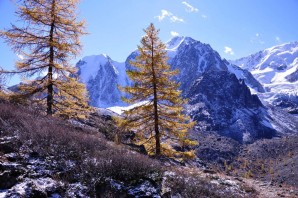 Лиственница зимой