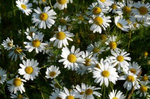 Лекарственные растения для детей