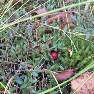 Клюква на болоте