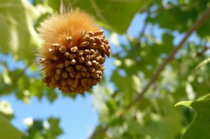 Явор растение