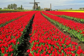 Поля тюльпанов в Голландии