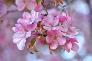 Нежные цветы яблони