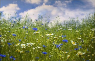 Ромашки и васильки