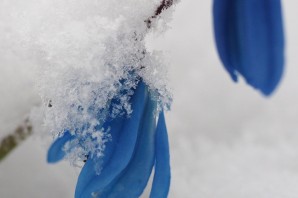 Голубые подснежники в снегу