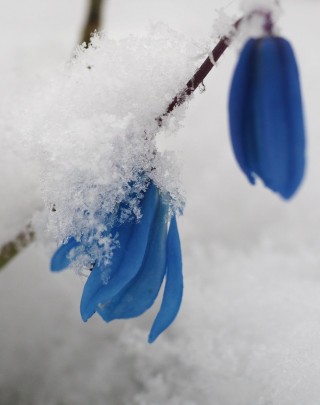 Голубые подснежники в снегу