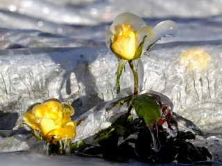 Ледяная роза