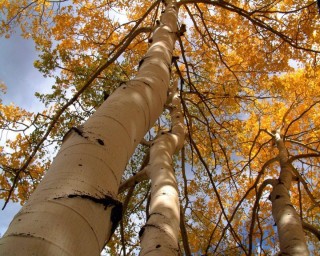 Осина осенью