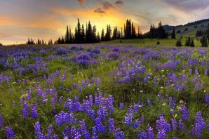 Цветы на лугу