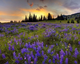 Цветы на лугу