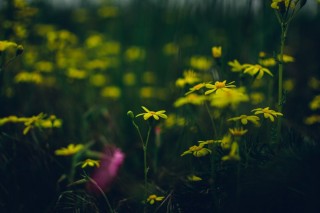 Трава с желтыми цветами