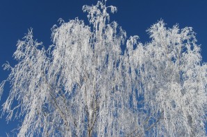 Береза зимой с сережками