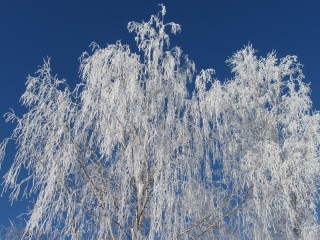 Береза зимой с сережками
