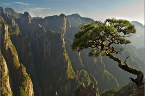 Деревья в Китае