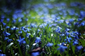 Трава с синими цветочками