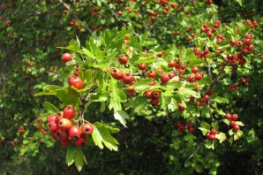 Плодово ягодные кустарники