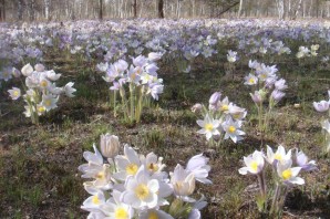Первоцветы Ленинградской области