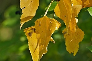 Листья тополя осенью