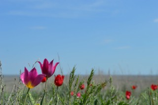 Поля тюльпанов в Калмыкии