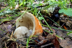 Съедобные грибы Вологодской области