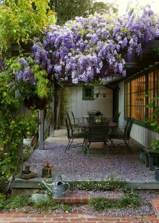 Цветы вьющиеся уличные