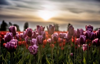 Тюльпаны на окне