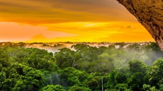 Джунгли центральной Африки