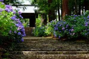 Голубые садовые цветы