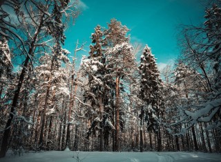 Сосна зимой