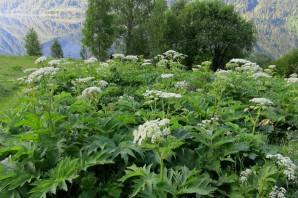 Борщевик растение