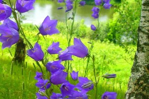 Полевые цветы колокольчики