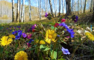 Медуница Лесная цветок