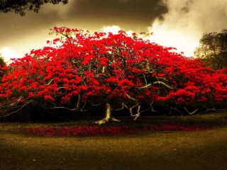 Деревья цветущие красными цветами