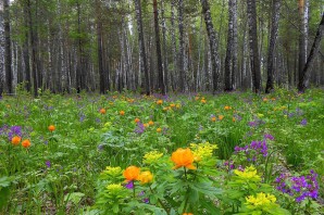 Лесные цветы Сибири