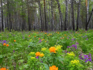 Лесные цветы Сибири