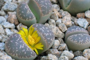 Цветы растущие на камнях