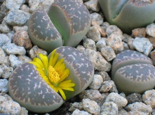 Цветы растущие на камнях