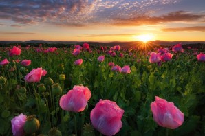 Поле цветов на рассвете