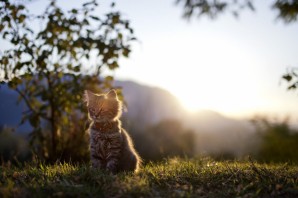 Котик на закате