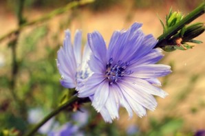 Цикорий цветок