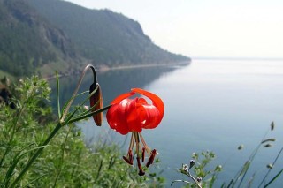 Саранки цветы