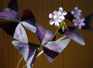 Оксалис цветок