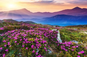 Цветы на фоне гор