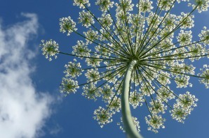 Курай растение