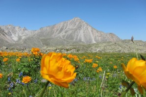 Монголия цветок